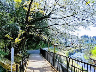 妙音沢旗桜 사진 3