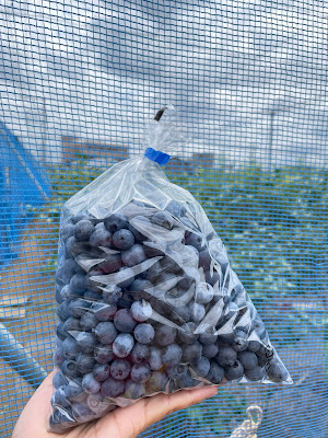 柴崎ブルーベリー農園 사진 2