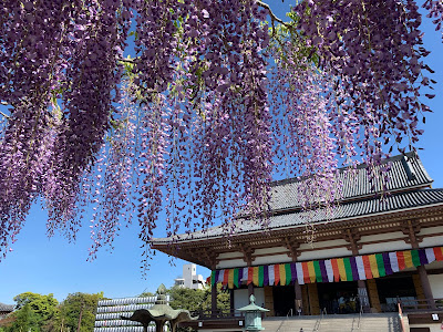 Wisteria at Nishiarai Daishi 사진 4