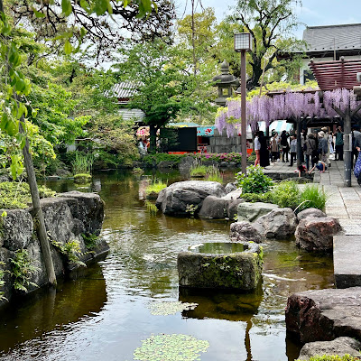 Wisteria at Nishiarai Daishi 사진 5