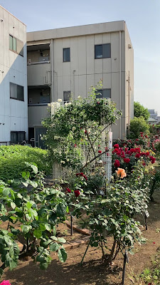 Barasono 사진 2
