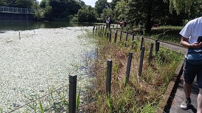 Gonpachi Pond (Wild Floating Heart Field) 사진 2