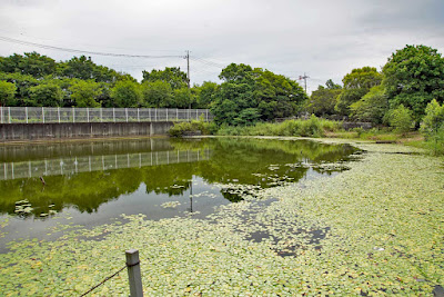 Gonpachi Pond (Wild Floating Heart Field) 사진 4