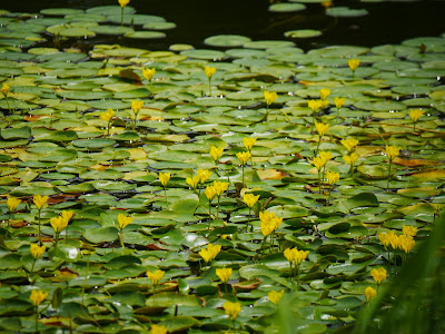 Gonpachi Pond (Wild Floating Heart Field) 사진 3