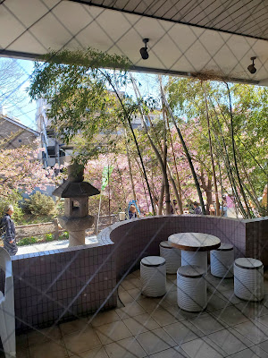 松戸河津桜 사진 4