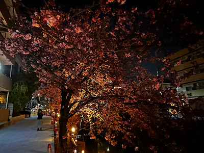 松戸河津桜 사진 3