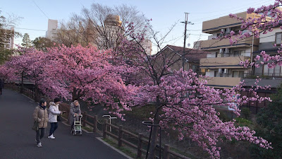 松戸河津桜 사진 2