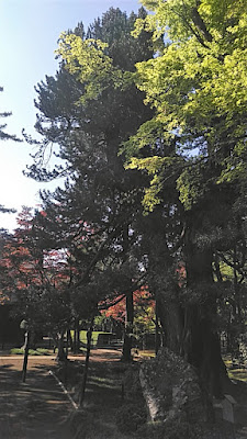 高野槙 사진 2