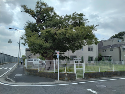 赤塚諏訪神社のこぶ欅 사진 2