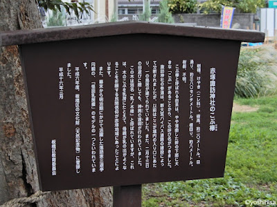 赤塚諏訪神社のこぶ欅 사진 5