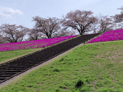 Shibazakura 사진 3