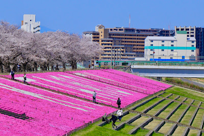 Shibazakura 사진 4