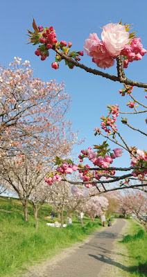 Shibazakura 사진 5
