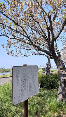 ワシントンからの里帰り桜 사진 3