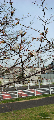 Sakura walk 사진 2