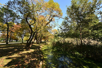 水元公園の河津桜 사진 3