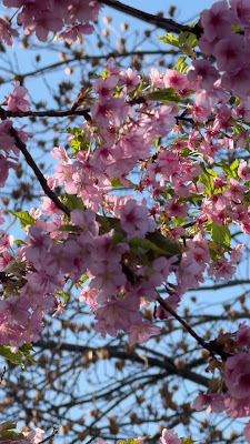 水元公園の河津桜 사진 2