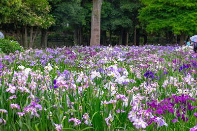 Iris Square 사진 3