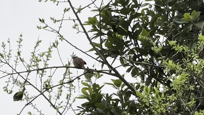 ふれあい松戸川 사진 2