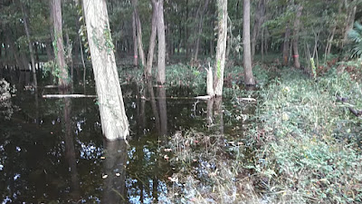Nobitome Wild Bird Forest Park 사진 5