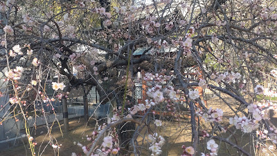 感恩のしだれ梅 사진 2