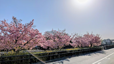 雪見橋の河津桜 사진 2