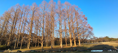 Metasequoia Wall 사진 2