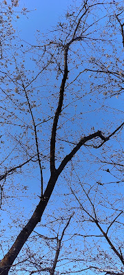 Metasequoia Wall 사진 3