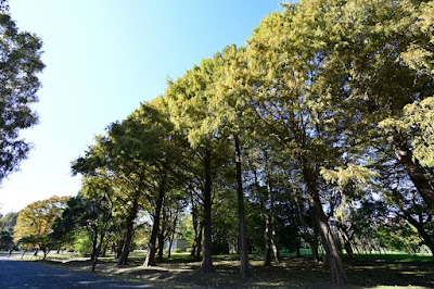 Metasequoia Wall 사진 4