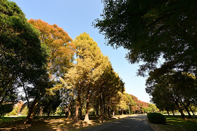 Metasequoia Wall 사진 5