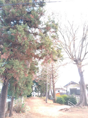 風早神社参道 사진 4