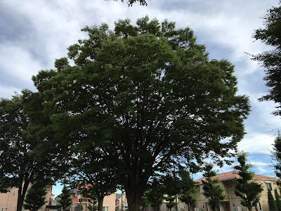 Hananodai Park 사진 3