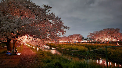 黒目川桜堤 사진 4