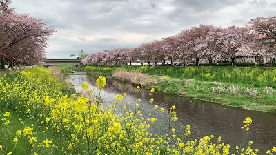 黒目川桜堤 사진 2