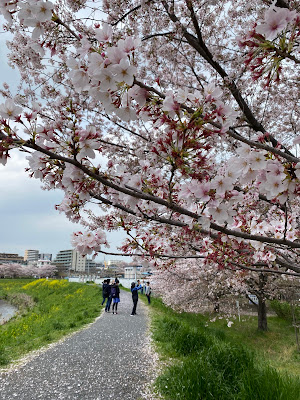 黒目川桜堤 사진 3