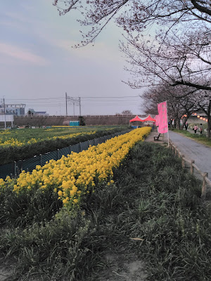 黒目川桜堤 사진 5