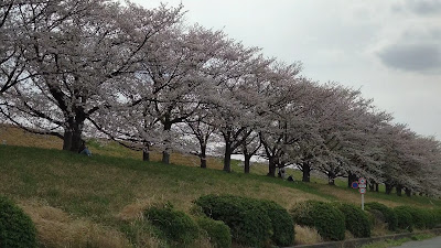 戸田桜づつみ 사진 3