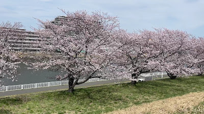 戸田桜づつみ 사진 2