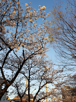 Sasameminamisakura Park 사진 5