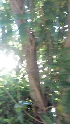 Naka Aoki Park 사진 2