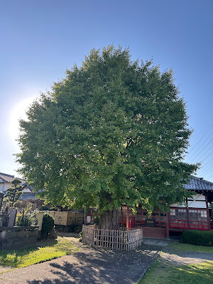 觀音寺のイチョウ 사진 5
