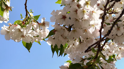 新坂川沿いの桜並木 사진 3