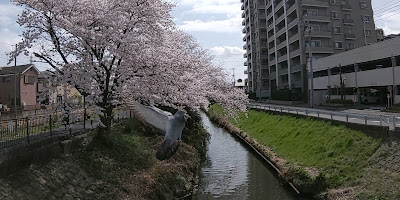 新坂川沿いの桜並木 사진 2