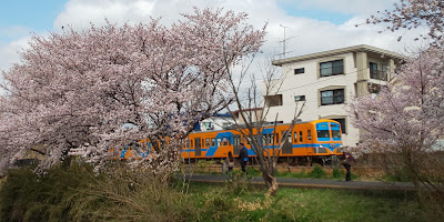 新坂川沿いの桜並木 사진 4