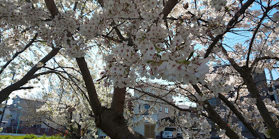 新坂川沿いの桜並木 사진 5