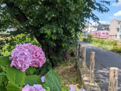 新坂川さくら通り 사진 3