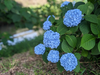 新坂川さくら通り 사진 4