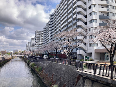 新坂川さくら通り 사진 5