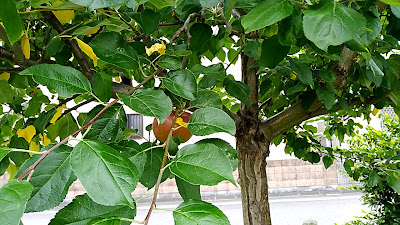 Warabiringo Park 사진 2