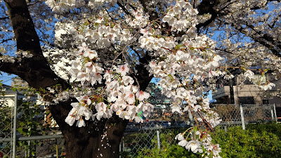 Fujimi Park 사진 4